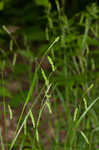 Sharpscale sedge